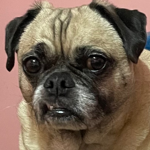 Meet your Posher, Bee - Picture 1 of 1